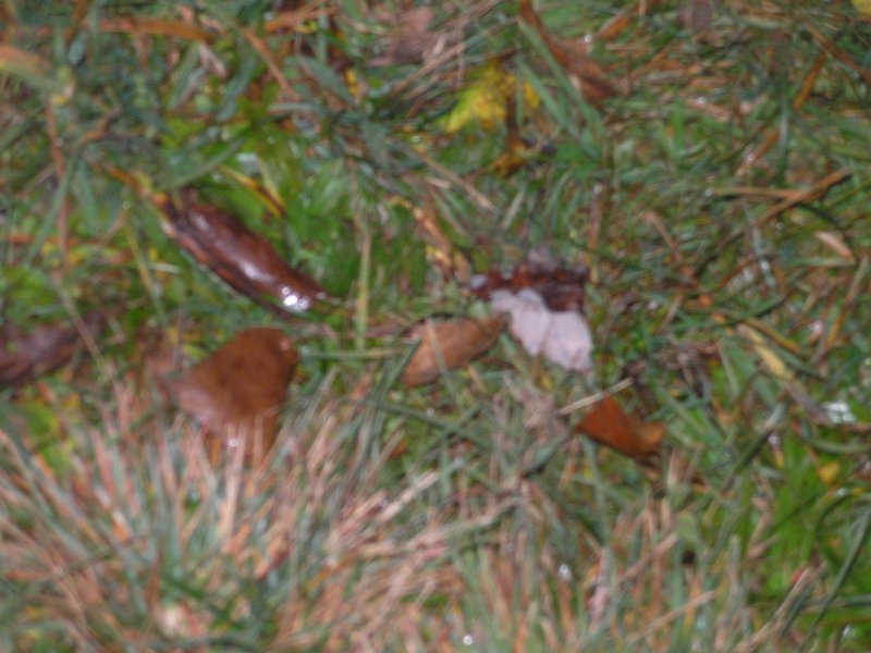 Commando Games 2008 100.jpg